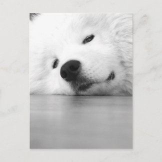 Samoyed-Foto-Hundeweiß Postkarte