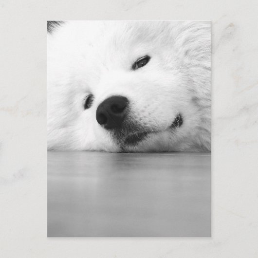 Samoyed-Foto-Hundeweiß Postkarte (Vorderseite)