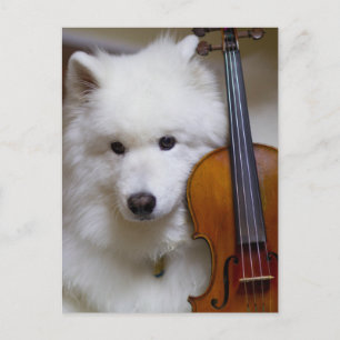 Samoyed Hund mit Violin Postcard Postkarte