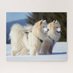 Samoyed Hunde im Schnee Puzzle