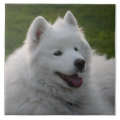 Samoyed-Hundefliese Fliese (Vorderseite)