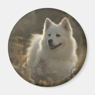Samoyed-Hundezucht-Magnet Magnet