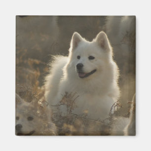 Samoyed-Hundezucht-Quadrat-Magnet Magnet