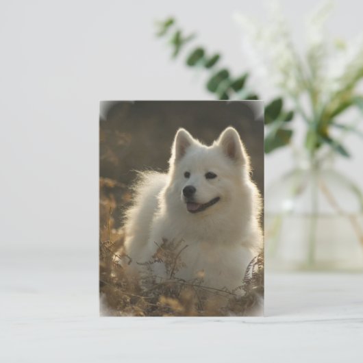 Samoyed Postcard Postkarte (Stehend Vorderseite)