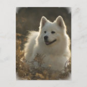Samoyed Postcard Postkarte (Vorderseite)