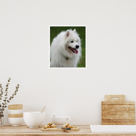 samoyed poster (Küche)