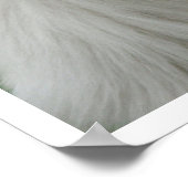 samoyed poster (Ecke)