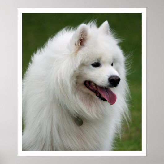 samoyed poster (Vorne)
