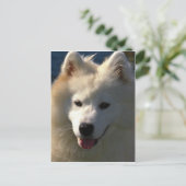 samoyed postkarte (Stehend Vorderseite)