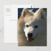 samoyed postkarte (Vorne/Hinten)