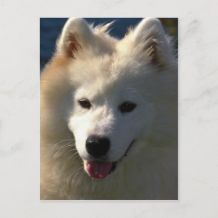 samoyed postkarte