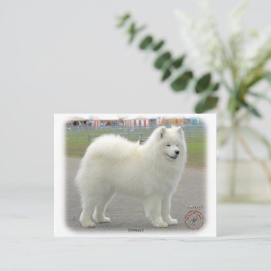 samoyed postkarte (Stehend Vorderseite)