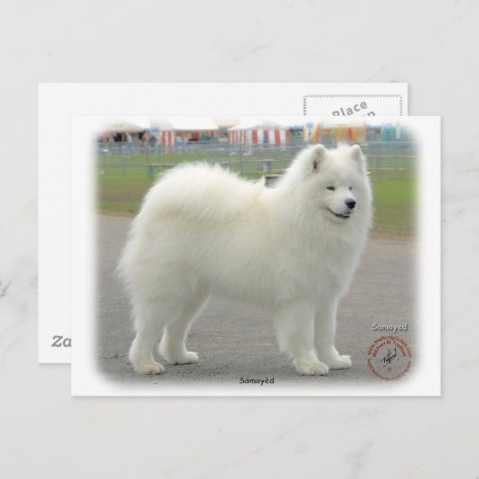 samoyed postkarte (Vorne/Hinten)