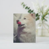 samoyed postkarte (Stehend Vorderseite)