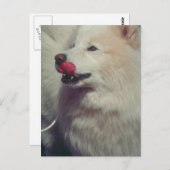 samoyed postkarte (Vorne/Hinten)