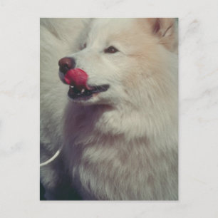 samoyed postkarte