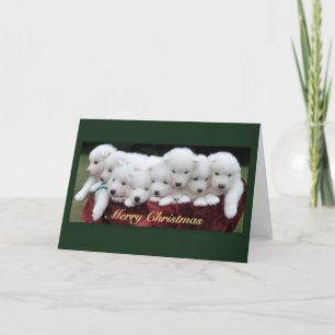 Samoyed Puppies (4 Wochenenden) Feiertagskarte