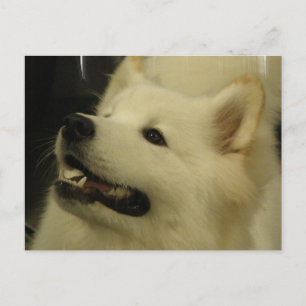 Samoyed Puppy Postcard Postkarte