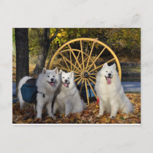Samoyed - PVSC - Blätter Postkarte