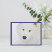 Samoyed - PVSC - Schnee Postkarte (Stehend Vorderseite)