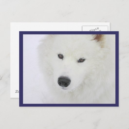 Samoyed - PVSC - Schnee Postkarte (Vorne/Hinten)
