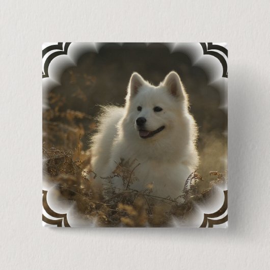 Samoyed-quadratisches Button (Vorderseite)