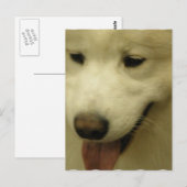 Samoyed Rescue Postcard Postkarte (Vorne/Hinten)