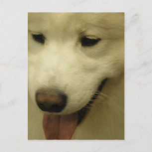 Samoyed Rescue Postcard Postkarte