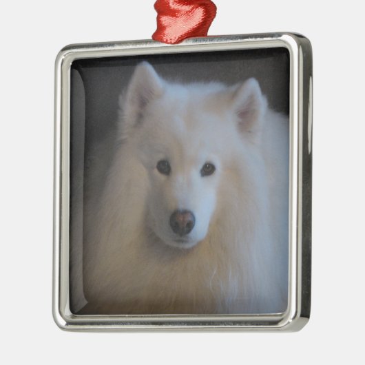 Samoyed Silbernes Ornament (Links)