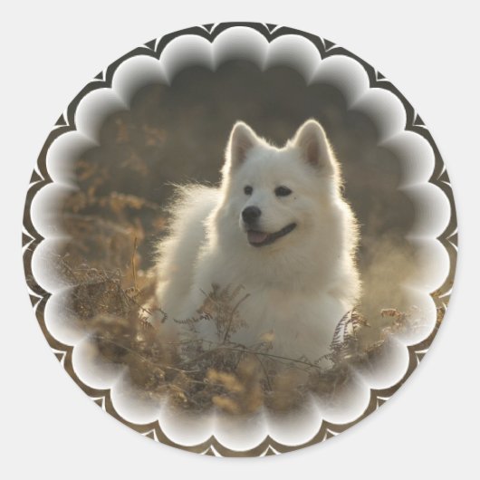 Samoyed Stickers (Vorderseite)