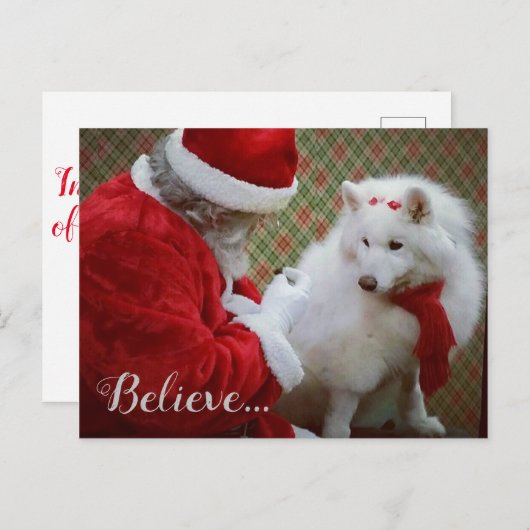 Samoyed und Weihnachts-Postkarte Ankündigungspostkarte (Vorne/Hinten)