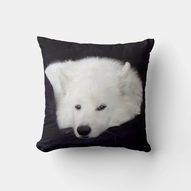 Samoyed-Wurfs-Kissen: Materialauswahl, Farbe… Kissen (Vorderseite)