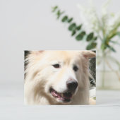Samoyed Yukon 1 Postkarte (Stehend Vorderseite)