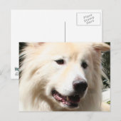 Samoyed Yukon 1 Postkarte (Vorne/Hinten)