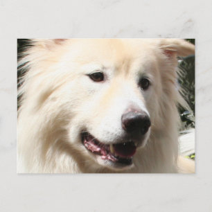 Samoyed Yukon 1 Postkarte