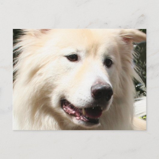 Samoyed Yukon 1 Postkarte (Vorderseite)