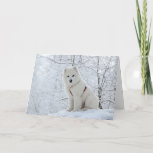 Samoyedhund Karte (Vorderseite)