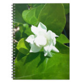Sampaguita Jasmin-Blume Notizblock (Vorderseite)