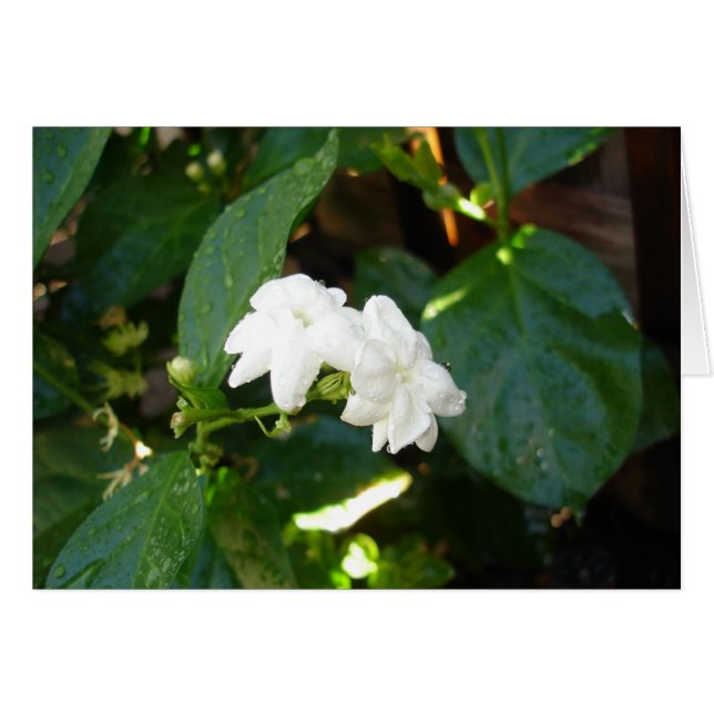 Sampaguita-Karte (Vorderseite (Horizontal))