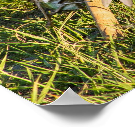 Sample Image. Poster (Ecke)