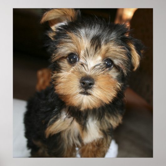 Sampson Poster (Vorne)