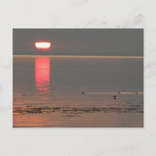 Samsø Insel-Dänemark-Foto Colette im Juli 2009 Postkarte (Vorderseite)