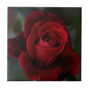 dunkelrote samtbeschaffenheit samtrote rose von romance fliese roter samt fliesen zazzlede dunkelrote samtbeschaffenheit samtrote rose von romance fliese roter samt fliesen zazzlede
