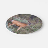 Samtdollar Pappteller (Schrägansicht)