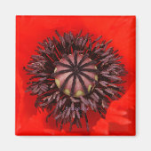 Samtkern Magnet (Vorne)