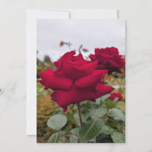 Samtrote Rose Einladung (Vorderseite)