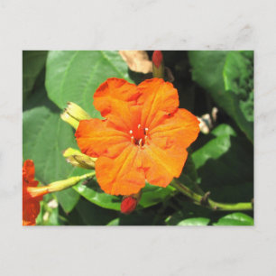 San Andrés, Kolumbien Postkarte