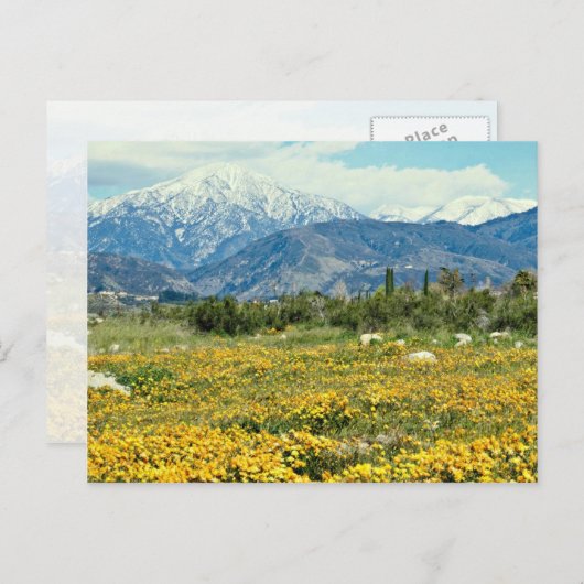 San Bernardino Berge, Schnee, Blume Blume Postkarte (Vorne/Hinten)