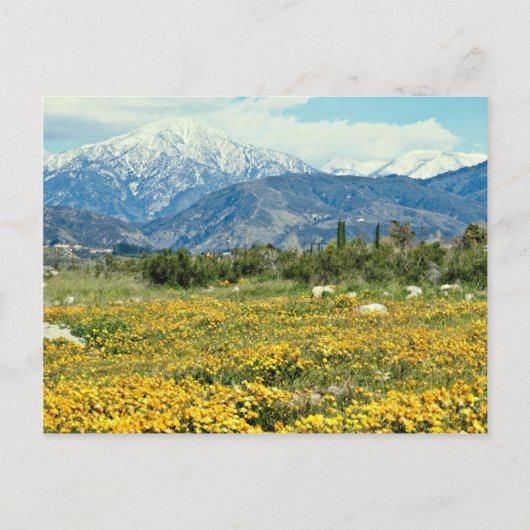 San Bernardino Berge, Schnee, Blume Blume Postkarte (Vorderseite)