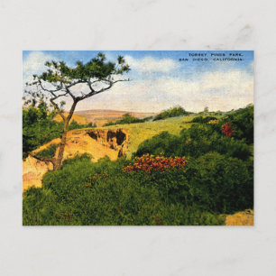San Diego CA, Torrey Pines Park, 1940er Jahre Vint Postkarte